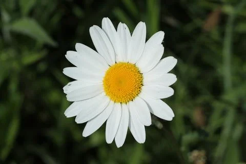 Single Daisy Flower. Stock Photos