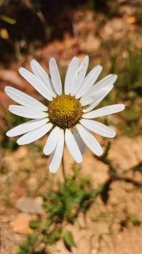 Single Daisy Flower Stock Photos