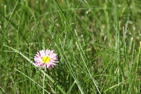 Single daisy in a grass Stock Photos