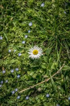 A Single Daisy in the Grass Stock Photos