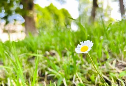 A single daisy in a green field. Fotos de archivo