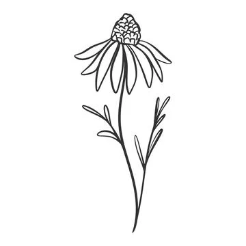 Single daisy hand drawn, engraved, isolated vector illustration Stock-Illustration