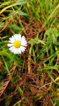 Single Daisy in Vibrant Grass Stock Photos
