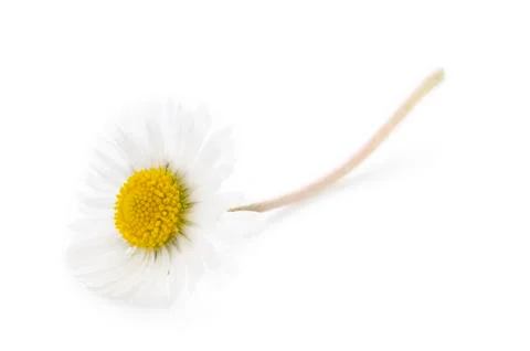 Single daisy on a white background Stock Photos