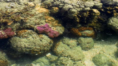 Single Damselfish Holding Position in Reef Current Видео 339269510