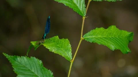 Single damselfly Stock Photos