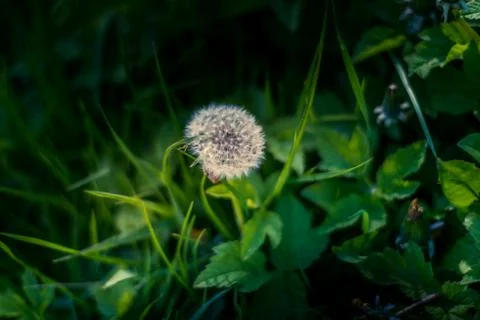 Single Dandelion clock in a field with very dark backgound Stock Photos