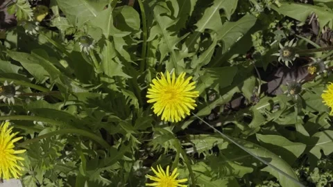 Single Dandelion Flower Amid Jagged Green Leaves 動画素材 346263891