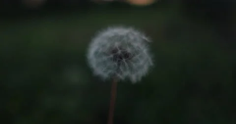 Single Dandelion flower in the grass Stock Footage 185633810