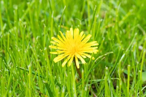 Single dandelion flower Stock Photos