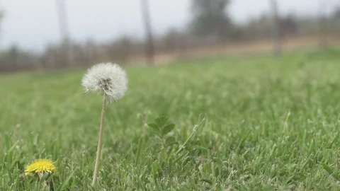 Single dandelion in grass 動画素材 73584092