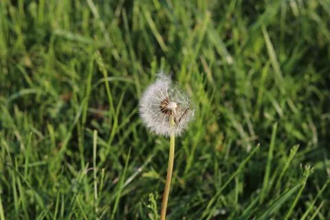Single Dandelion with Insect  in a meadow Stock Photos