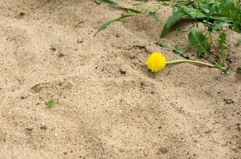 Single dandelion lying on the sand Stock Photos