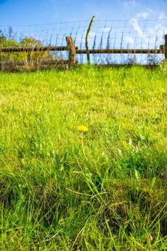 Single Dandelion on the meadow Stock Photos