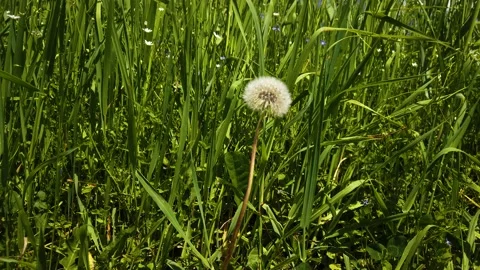 A single dandelion in the middle of the meadow  Stock Footage 156304251
