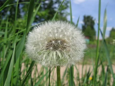 Single dandelion Stock Photos
