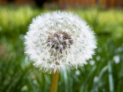 Single dandelion Stock Photos