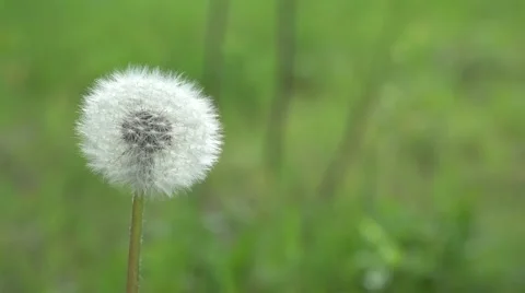 Single dandelion puff Stock Footage 64841286