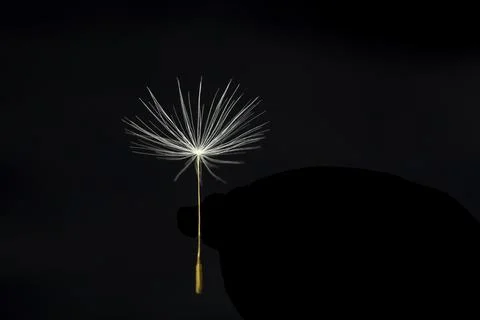 Single Dandelion seed on black background Stock Photos