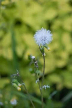 Single dandelion seed head isolated on soft green background with shallow d.. Фото