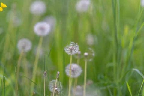 Single dandelion seed head losing seeds to breeze, implied motion with scatte Stock Photos