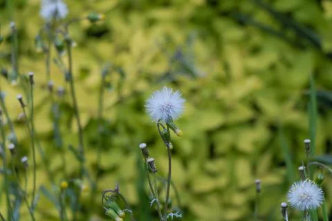 Single dandelion seed head with soft green background shallow depth of fiel.. Stockfoto's