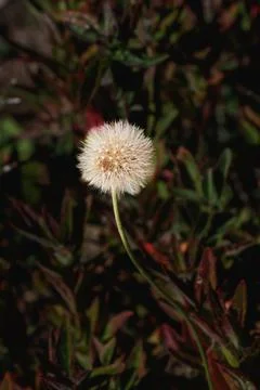 Single dandelion seed head standing tall with fluffy white seeds against da.. Stock Photos
