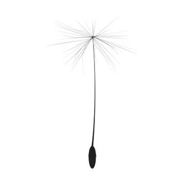 Single Dandelion Seed Illustration Ilustração Stock