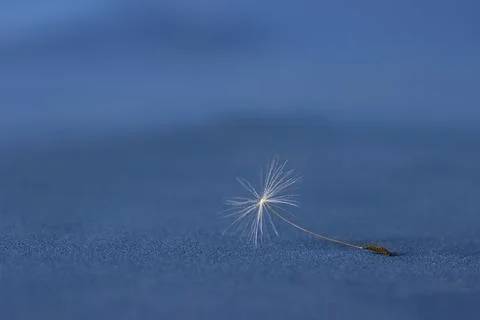 A single dandelion seed lying Stock Photos