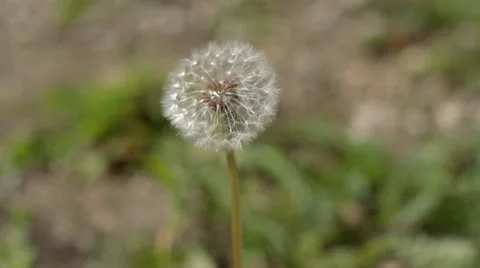 Single Dandelion In The Wind Stock Footage 21362156