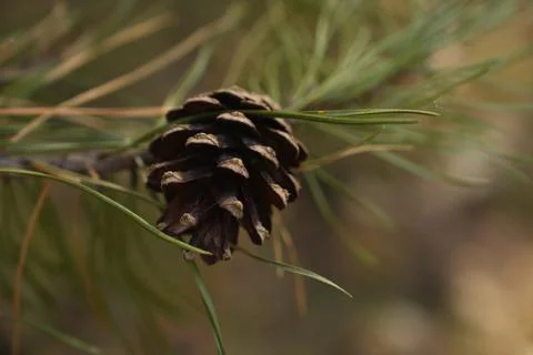 Single Dark Brown Pine Cone Hanging from a Pine Tree Branch with Green Need.. Stock Photos