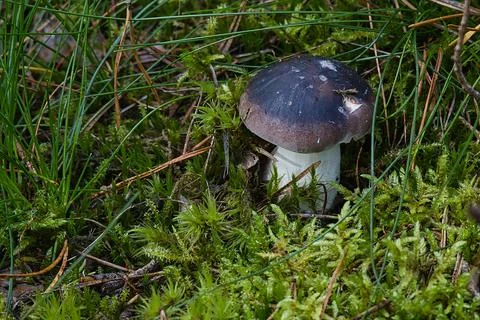 A single dark-capped mushroom grows in lush green moss and grass Stock Photos