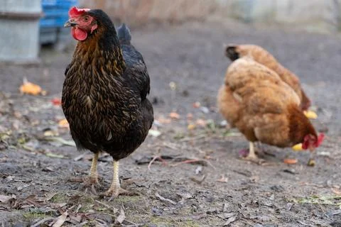 Single Dark Chicken Standing in Dirt Foreground with Brown Chickens Foragin.. Stock Photos