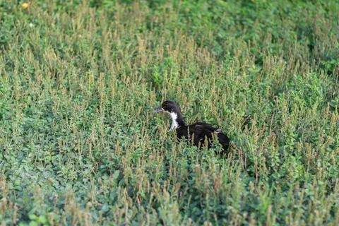 Single dark duck walking through tall green grass in rural countryside settin Stock Photos