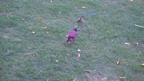 Single Dark Feathered Wild Cuckoo Bird Walking on a Green Grass Lawn Stock Footage 340481316