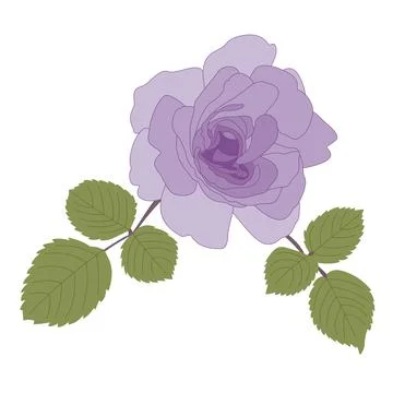 Single dark purple rose flower with green leaves. Stock Illustration