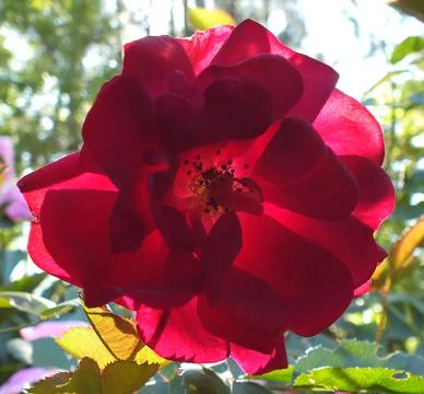 Single Dark red knockout rose Photos