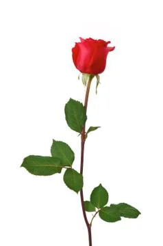 Single dark red rose isolated on white Fotos de archivo