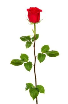 Single dark red rose isolated on white Fotos de archivo