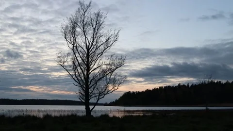 Single dark tree. Stock Footage 255966086