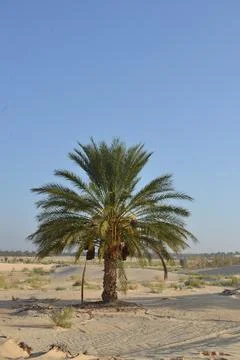 Single Date Palm Tree in Desert Oasis Under Blue Sky Stock Photos