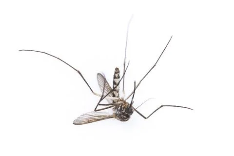 Single dead aedes isolated on white Stock Photos