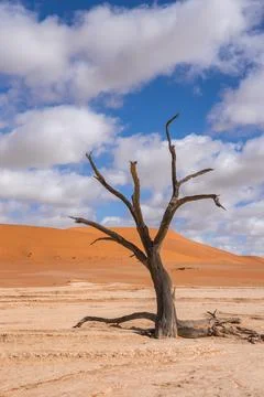 Single dead camel thorn tree on the pale Deadvlei pan in Namibia Stock Photos
