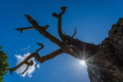 Single dead leafless tree in a park Stock Photos