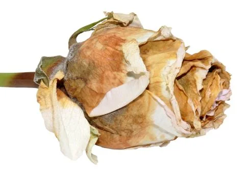 Single Dead Rose Isolated On White Stock Photos