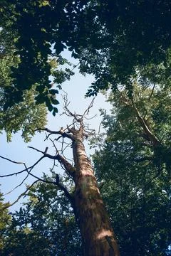 Single Dead Tree in forest Stock Photos