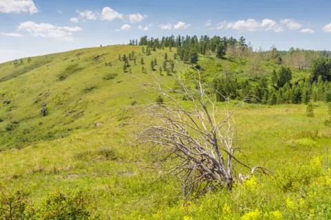Single dead tree in a grass field with mountain hill. Stock Photos