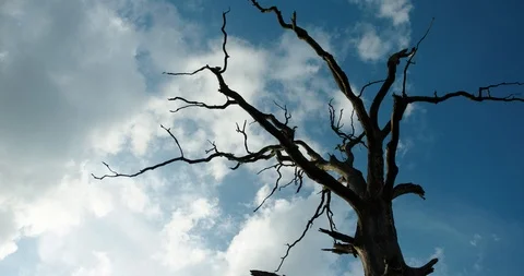 Single dead tree in the isolated on sky background. Dry old tree on a background Stock Footage 127398607