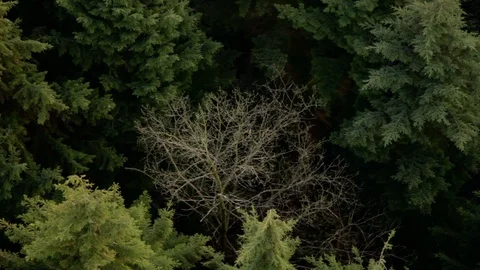 Single dead tree in lush forest aerial close up view Stock Footage 118262458