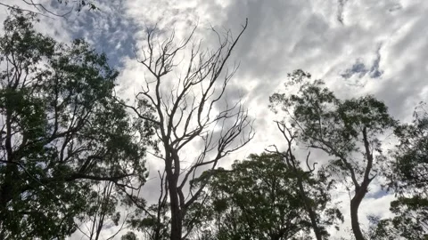 Single Dead Tree Remains Standing Stock Footage 242379354